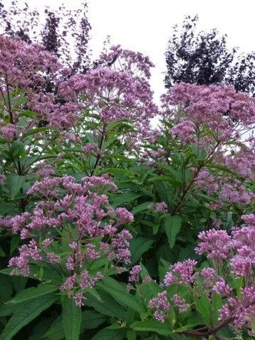 Eupatorium maculatum 'Phantom'