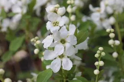 Exochorda 'Magical Springtime'