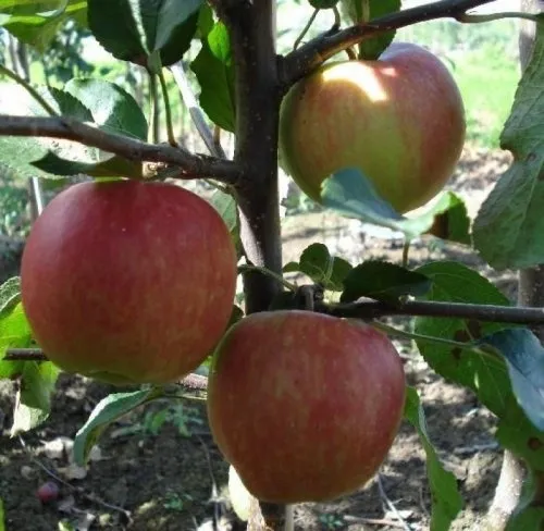 Malus dom. Gala leivorm