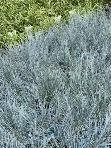 Festuca glauca 'Azurit'
