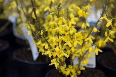 Forsythia intermedia 'Weekend'