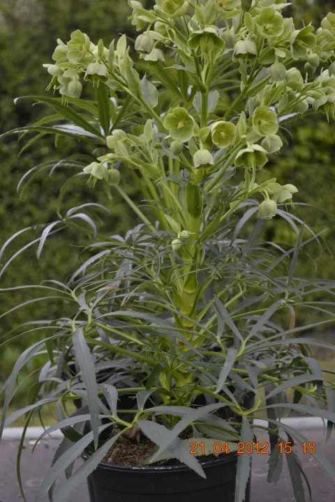 Helleborus foetidus 'Sopron'