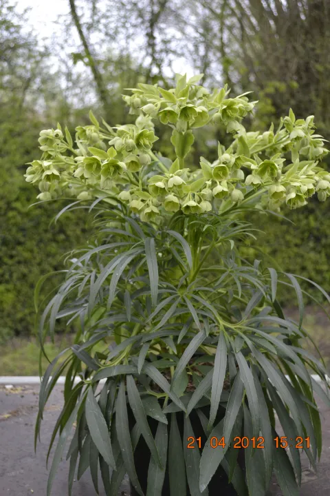Helleborus foetidus 'Wilgenbroek'