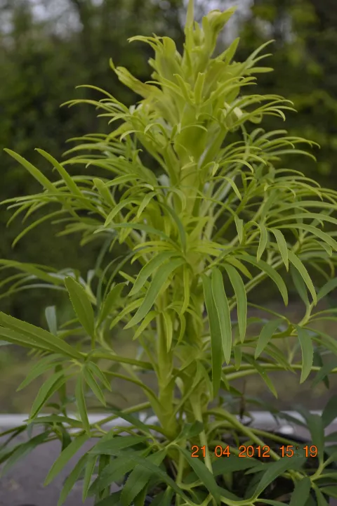 Helleborus foetidus 'Yellow'