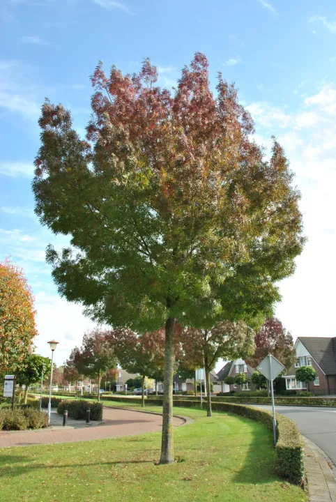 Fraxinus ang. 'Raywood'