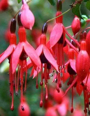Fuchsia hybride 'Riccartonii'