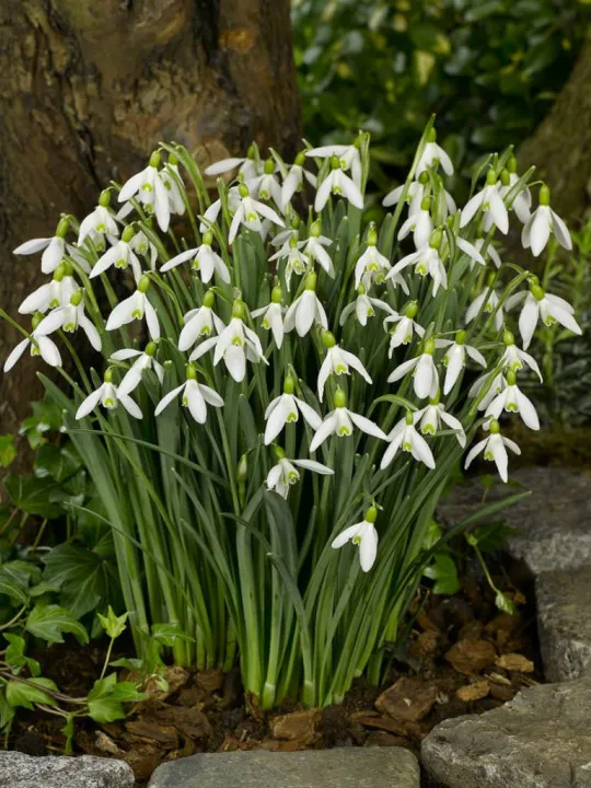 Galanthus elwessi