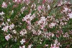 Gaura gauriella 'Bicolour'