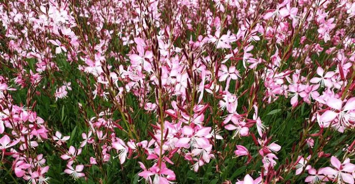 Gaura lindheimeri 'Rosy Jane'
