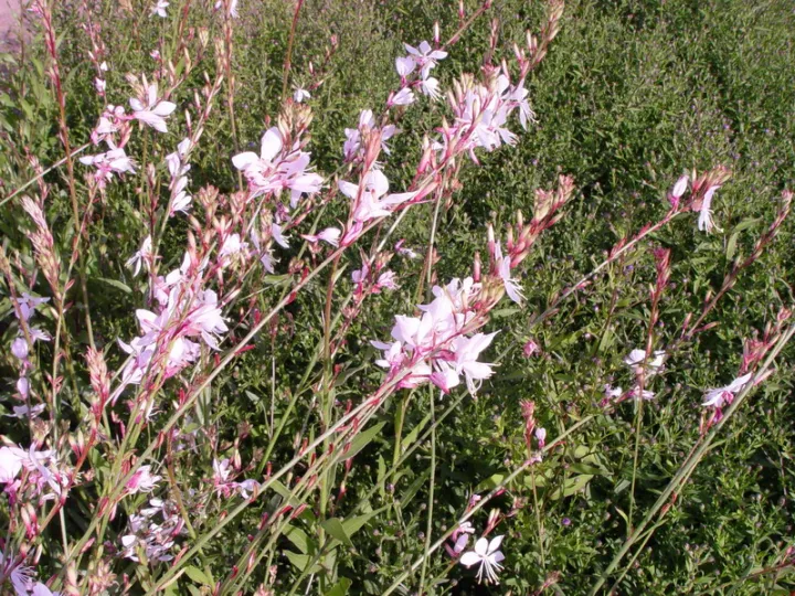 Gaura lindheimeri 'Whirling Butterflies'