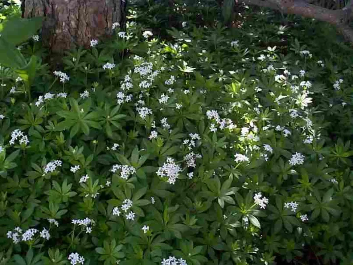Galium odoratum