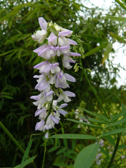 Galega officinalis