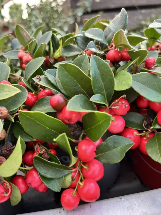 Gaultheria procumbens