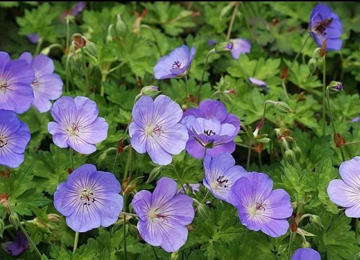 Geranium 'Azure Rush'