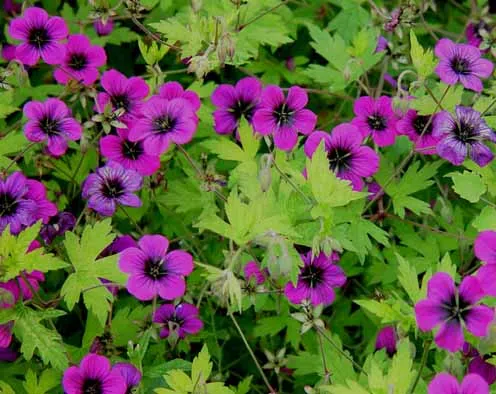 Geranium 'Anne Thomson'