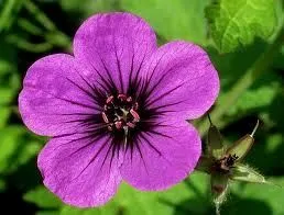 Geranium 'Anne Thomson'