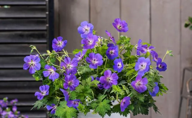 Geranium 'Bloom Me Away'