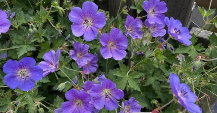 Geranium 'Bloom Me Away'