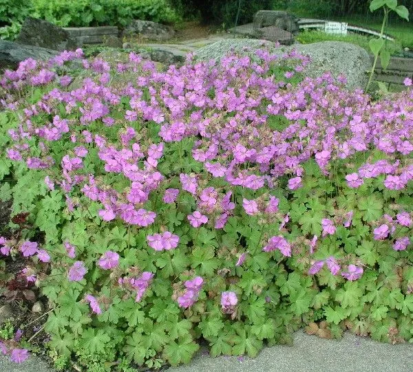 Geranium cantabrigiense (x) 'Cambridge'