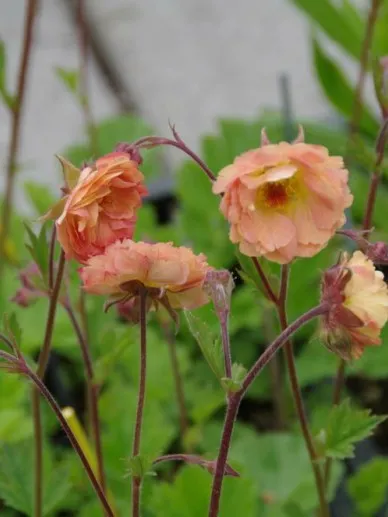 Geum chiloense 'Mai Tai
