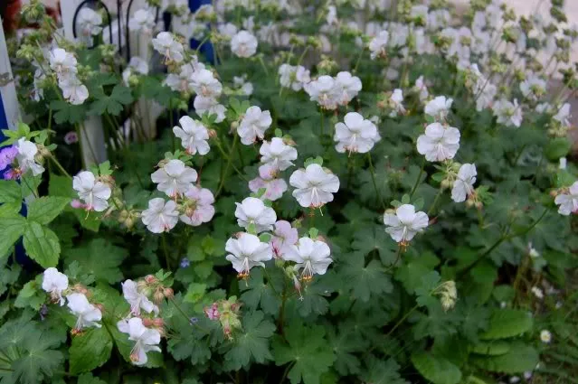Geranium cantabrigiense (x) 'St. Ola'