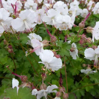 Geranium cantabrigiense (x) 'St. Ola'