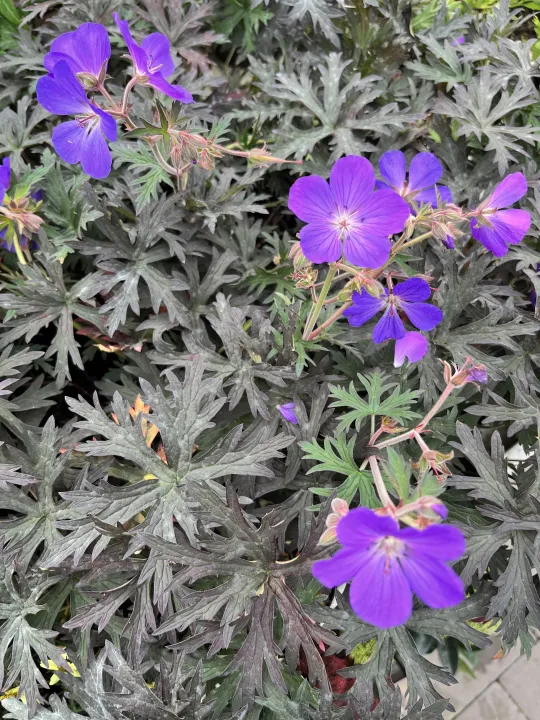 Geranium 'Femme Fatal'