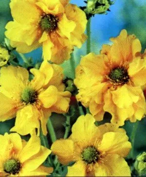 Geum 'Lady Stratheden'