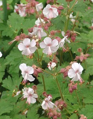 Geranium macrorrhizum
