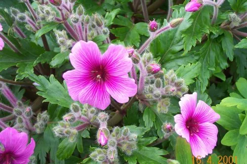 Geranium maderense