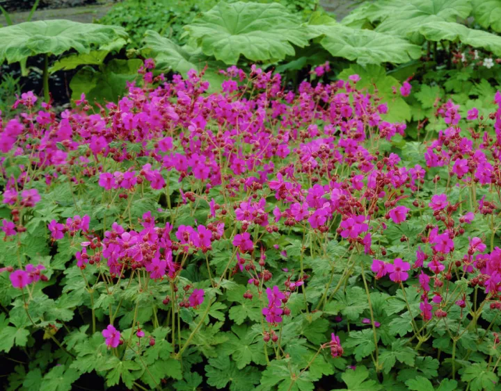 Geranium macrorrhizum 'Bevan's Variety'