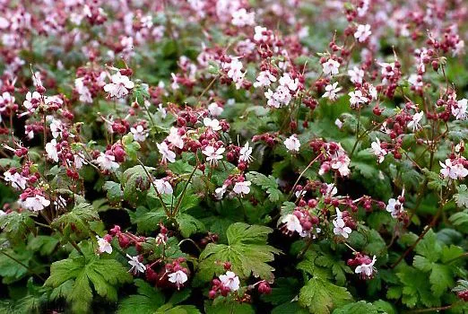 Geranium macrorrhizum 'Ingwersen's Variety'