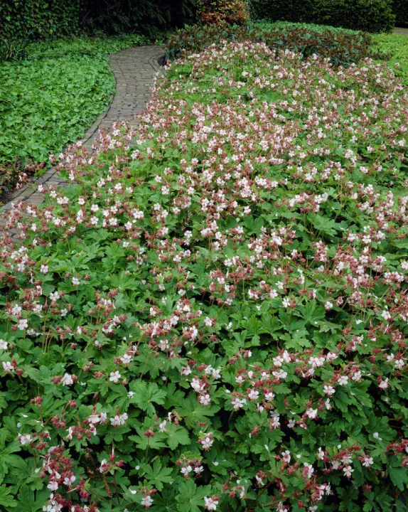 Geranium macrorrhizum 'Spessart'