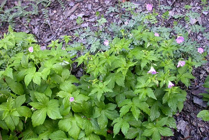 Geranium nodosum