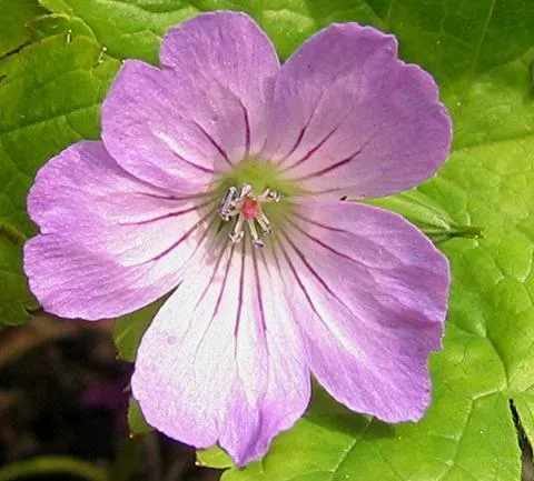 Geranium nodosum