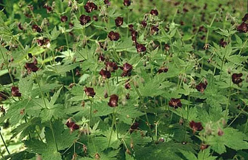 Geranium phaeum