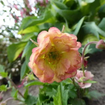 Geum 'Pretticoats Peach'