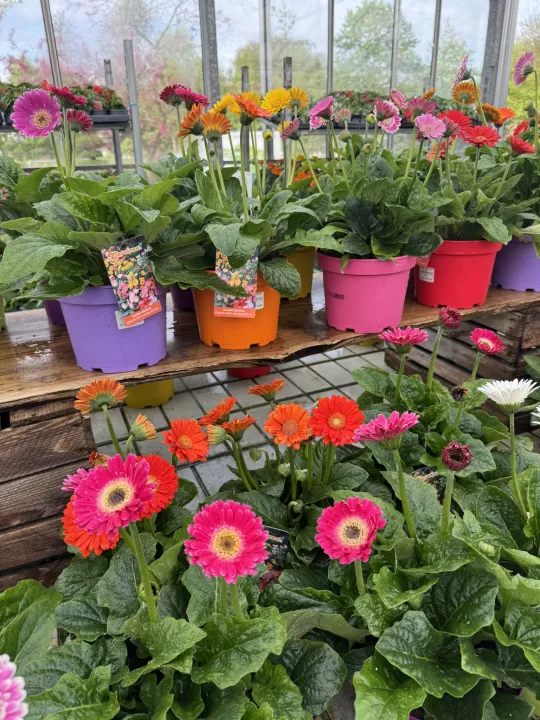 Gerbera patio