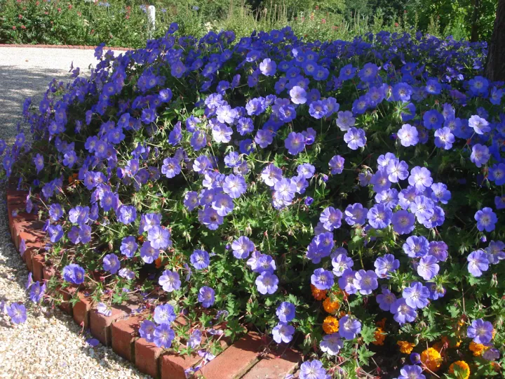 Geranium 'Rozanne' ®