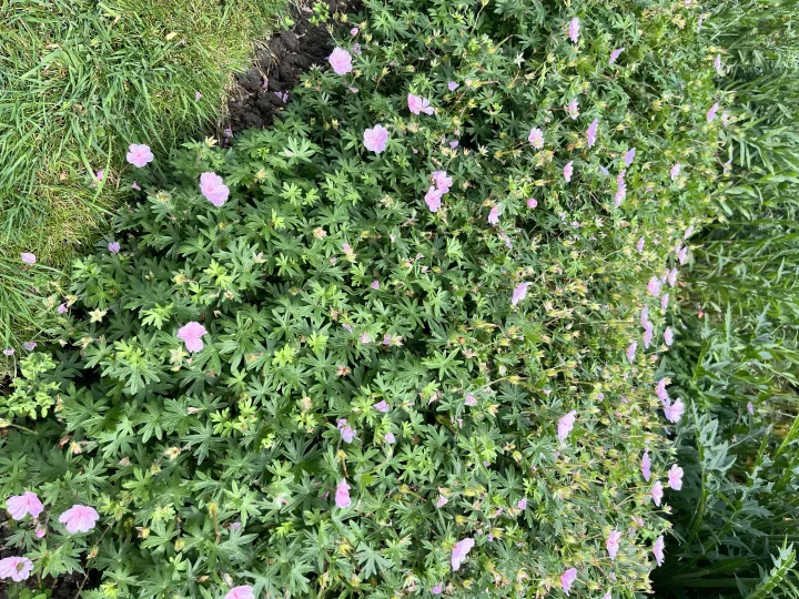 Geranium sanguineum striatum