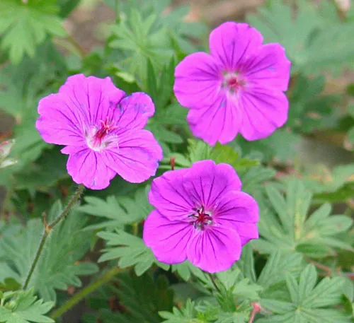 Geranium sanguineum 'Tiny Monster'