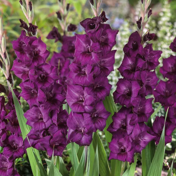 Gladiolus 'Purple Flora' 