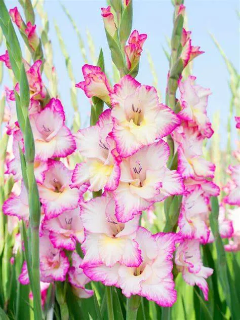 Gladiolus 'Priscilla'
