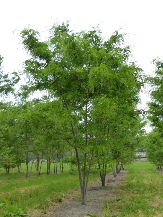 Gleditsia triacanthos 'Skyline'