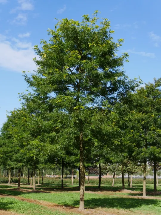 Gleditsia triacanthos 'Sunburst'