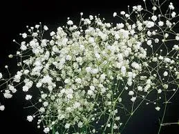 Gypsophila paniculata 'Snowflock'