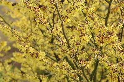 Hamamelis intermedia (x) 'Arnold Promise'