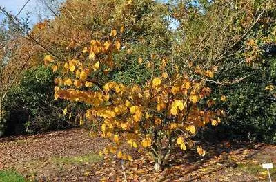 Hamamelis intermedia (x) 'Pallida'