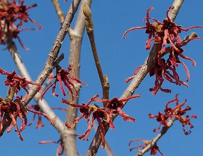Hamamelis intermedia (x) 'Ruby Glow'