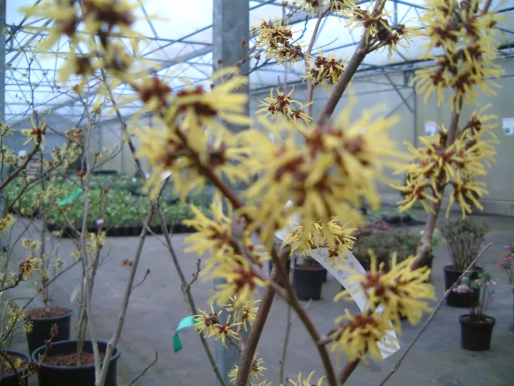 Hamamelis intermedia (x) 'Westerstede'
